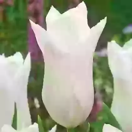 White Triumphator